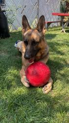 Lost Male Dog last seen Harnew elementary school, Oak Lawn, IL 60453