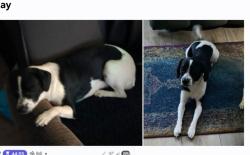 Lost Female Dog last seen Central off of San Jose between Puente and Barranca, Covina, CA 91723