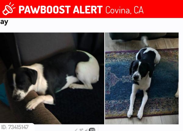Lost Female Dog last seen Central off of San Jose between Puente and Barranca, Covina, CA 91723