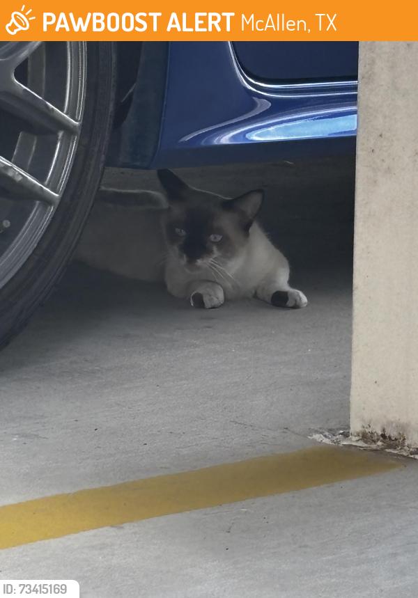 Found/Stray Unknown Cat last seen Hibiscus and jackson, McAllen, TX 78501