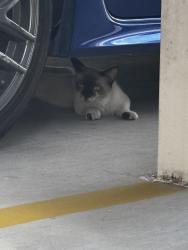 Found/Stray Unknown Cat last seen Hibiscus and jackson, McAllen, TX 78501