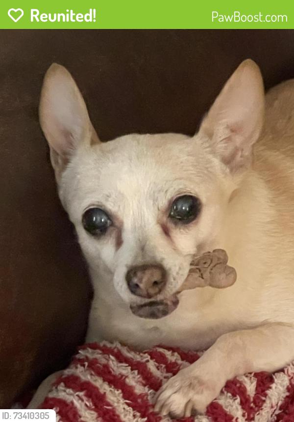 Reunited Female Dog last seen Belvedere and Lynwood, Highland, CA 92346
