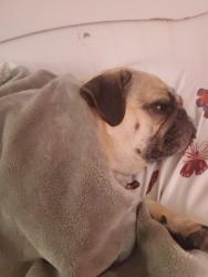 Lost Female Dog last seen Eden, Highland Park, NJ 08904