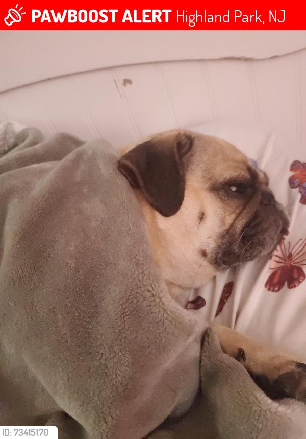 Lost Female Dog last seen Eden, Highland Park, NJ 08904