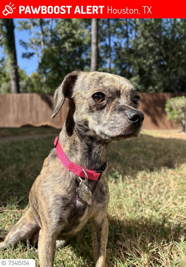 Lost Female Dog last seen Fm 1960 I-45, Houston, TX 77090