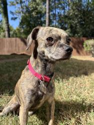 Lost Female Dog last seen Fm 1960 I-45, Houston, TX 77090