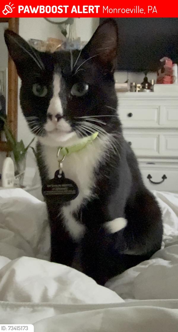 Lost Male Cat last seen Pioneer park, Monroeville, PA 15146