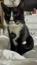 Lost Male Cat last seen Pioneer park, Monroeville, PA 15146
