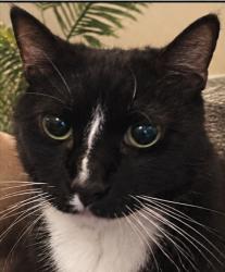 Reunited Male Cat last seen Pennsylvania and Arlington, Torrance, CA 90501
