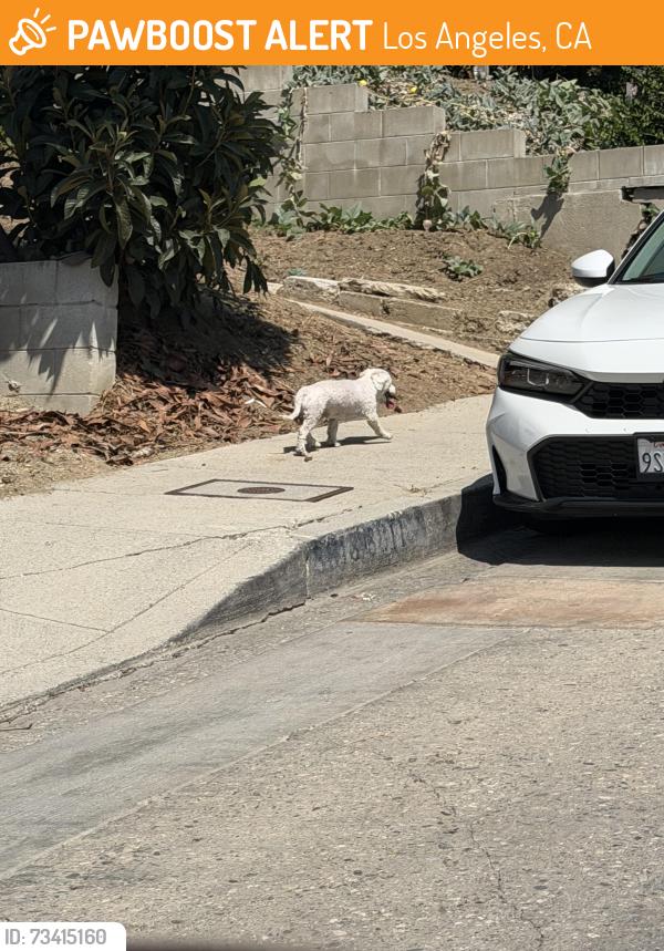 Found/Stray Male Dog last seen Cudaht Street, near Elephant Hill, Los Angeles, CA 90032