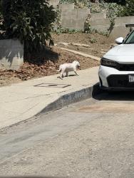 Found/Stray Male Dog last seen Cudaht Street, near Elephant Hill, Los Angeles, CA 90032