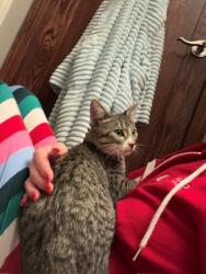 Found/Stray Male Cat last seen 169th & State St, Bennington, NE 68007
