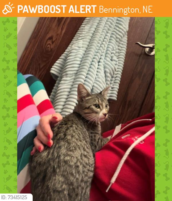 Found/Stray Male Cat last seen 169th & State St, Bennington, NE 68007