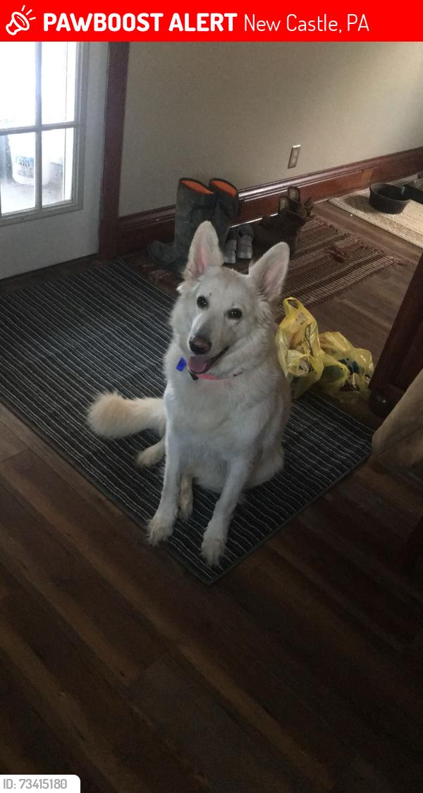 Lost Female Dog last seen Vitale asphalt harlansburg rd, New Castle, PA 16101