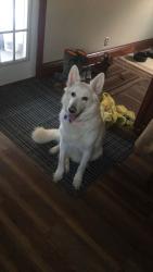Lost Female Dog last seen Vitale asphalt harlansburg rd, New Castle, PA 16101