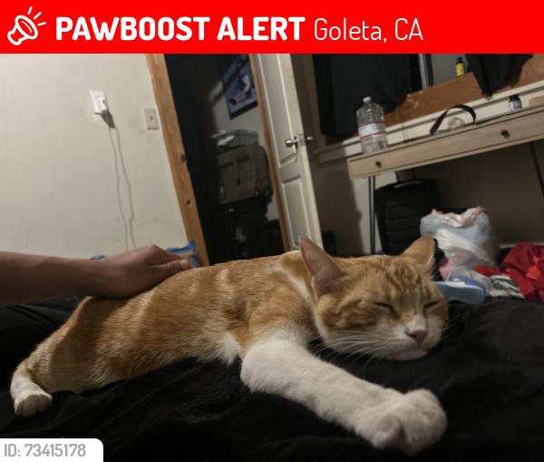Lost Male Cat last seen Cathedral oaks, Goleta, CA 93117