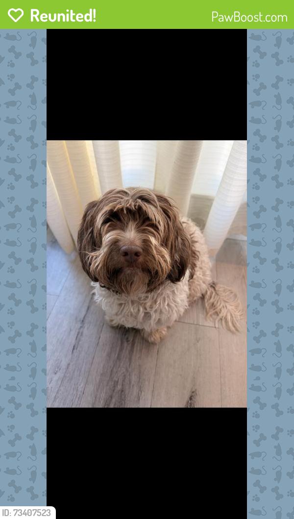 Reunited Female Dog last seen Near E 49th St San Bernardino, CA 92404 United States, San Bernardino, CA 92404