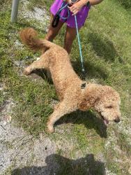 Found/Stray Male Dog last seen Bridge between Terra Ceia and palmetto, north bound side, Terra Ceia, FL 34250