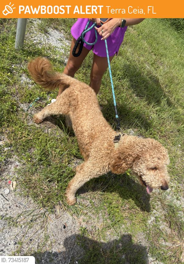Found/Stray Male Dog last seen Bridge between Terra Ceia and palmetto, north bound side, Terra Ceia, FL 34250