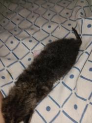 Lost Male Cat last seen North Columbia st, Milledgeville, GA 31061
