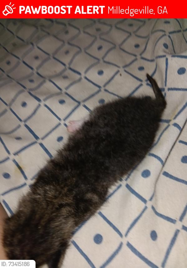 Lost Male Cat last seen North Columbia st, Milledgeville, GA 31061