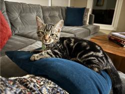 Lost Male Cat last seen Glenwood Drive & Fairview Drive, Westerville, OH 43081