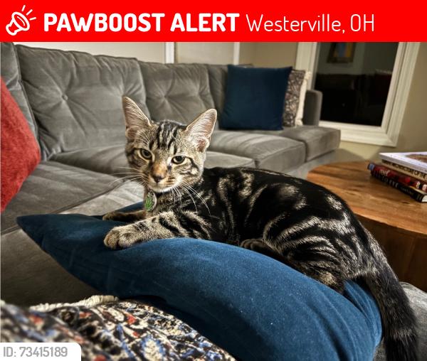 Lost Male Cat last seen Glenwood Drive & Fairview Drive, Westerville, OH 43081