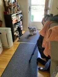 Reunited Female Dog last seen Cleveland Cretin Randolph, Saint Paul, MN 55116