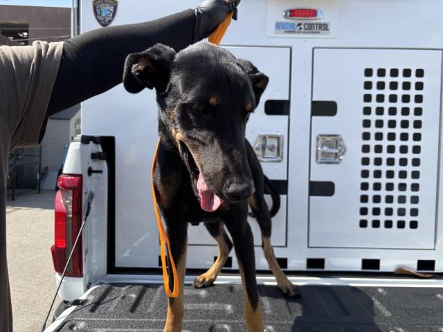 Shelter Stray Male Dog last seen Near BLOCK PICO #, 1640 9th St, Santa Monica, CA 90404, USA