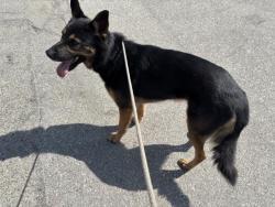 Shelter Stray Male Dog last seen Near BLOCK PICO #, 1640 9th St, Santa Monica, CA 90404, USA