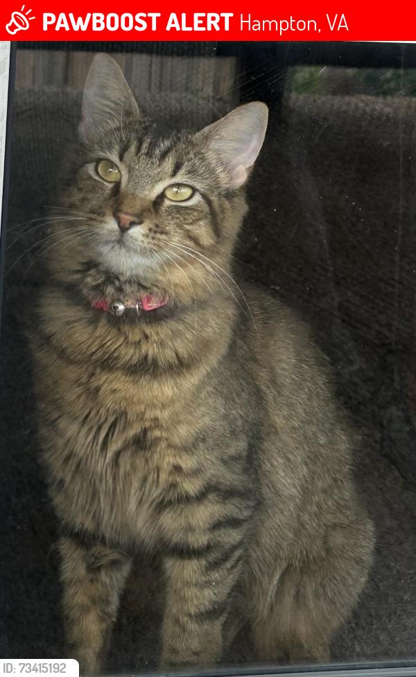 Lost Female Cat last seen Albany, Hampton, VA 23666