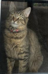 Lost Female Cat last seen Albany, Hampton, VA 23666