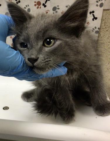 Shelter Stray Male Cat last seen Near BLOCK VAN BUREN BLVD, JURUPA VALLEY CA 92509, 6851 Van Buren Boulevard, Jurupa Valley, CA 92509, USA