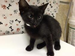 Shelter Stray Female Cat last seen Near BLOCK VAN BUREN BLVD, JURUPA VALLEY CA 92509, 6851 Van Buren Boulevard, Jurupa Valley, CA 92509, USA