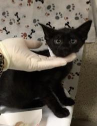 Shelter Stray Female Cat last seen Near BLOCK VAN BUREN BLVD, JURUPA VALLEY CA 92509, 6851 Van Buren Boulevard, Jurupa Valley, CA 92509, USA