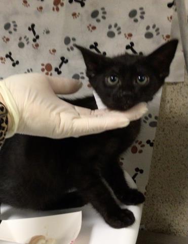 Shelter Stray Female Cat last seen Near BLOCK VAN BUREN BLVD, JURUPA VALLEY CA 92509, 6851 Van Buren Boulevard, Jurupa Valley, CA 92509, USA