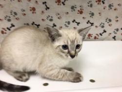 Shelter Stray Female Cat last seen Near BLOCK VAN BUREN BLVD, JURUPA VALLEY CA 92509, 6851 Van Buren Boulevard, Jurupa Valley, CA 92509, USA