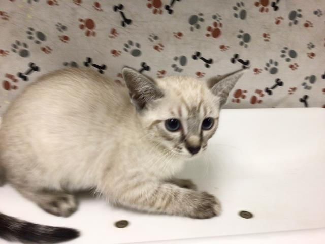 Shelter Stray Female Cat last seen Near BLOCK VAN BUREN BLVD, JURUPA VALLEY CA 92509, 6851 Van Buren Boulevard, Jurupa Valley, CA 92509, USA