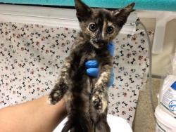 Shelter Stray Female Cat last seen Near BLOCK VAN BUREN BLVD, JURUPA VALLEY CA 92509, 6851 Van Buren Boulevard, Jurupa Valley, CA 92509, USA