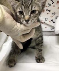 Shelter Stray Female Cat last seen Near BLOCK VAN BUREN BLVD, JURUPA VALLEY CA 92509, 6851 Van Buren Boulevard, Jurupa Valley, CA 92509, USA