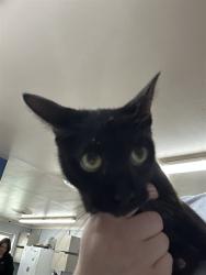 Shelter Stray Female Cat last seen , 1601 Airport Rd, Shelby, NC 28150, USA