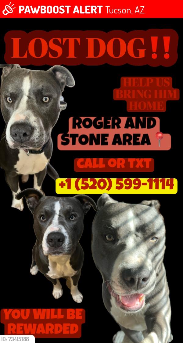Lost Male Dog last seen Near e Roger rd apt 8 85705, Tucson, AZ 85705