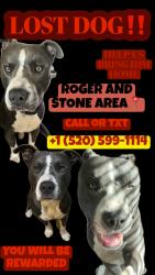 Lost Male Dog last seen Near e Roger rd apt 8 85705, Tucson, AZ 85705