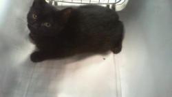Shelter Stray Unknown Cat last seen CHARLOTTE, 8315 Byrum Dr, Charlotte, NC 28217, USA