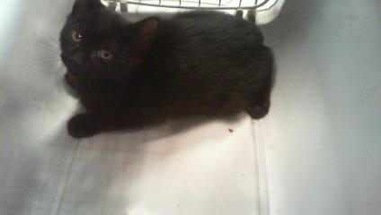 Shelter Stray Unknown Cat last seen CHARLOTTE, 8315 Byrum Dr, Charlotte, NC 28217, USA