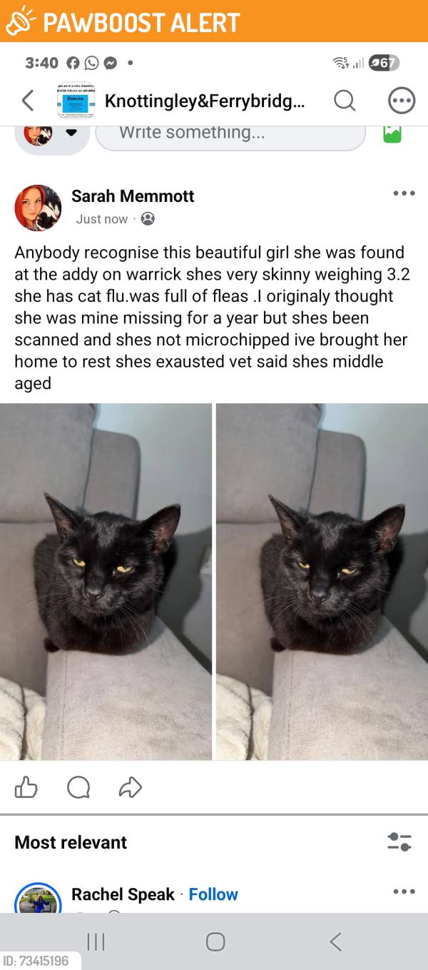 Found/Stray Unknown Cat last seen Warrick adventure playground, West Yorkshire, England 