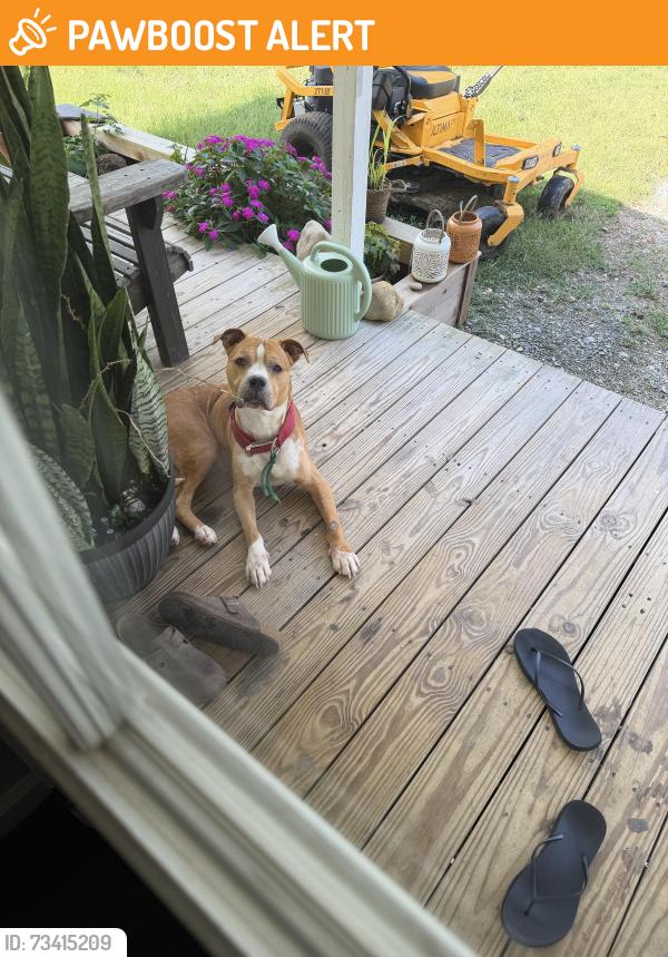 Found/Stray Male Dog last seen Old Lake City Highway and Shultz Hollow, Anderson County, TN 37769