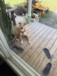 Found/Stray Male Dog last seen Old Lake City Highway and Shultz Hollow, Anderson County, TN 37769