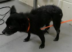 Shelter Stray Female Dog last seen WEST SEMINOLE BLVD, SANFORD (LAKE MONROE), 232 Eslinger Way, Sanford, FL 32773, USA