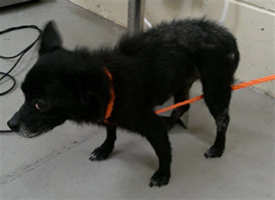 Shelter Stray Female Dog last seen WEST SEMINOLE BLVD, SANFORD (LAKE MONROE), 232 Eslinger Way, Sanford, FL 32773, USA